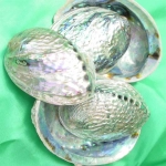 Seeopal - Paua Muschel